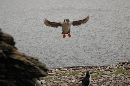 Meet the puffins